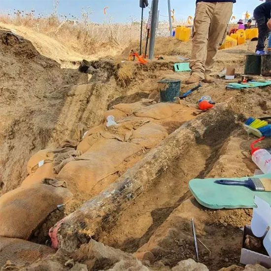 The tusk just after being excavated
