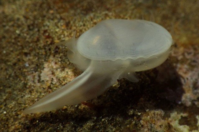 Image of the newly discovered clam Cymatioa cooki