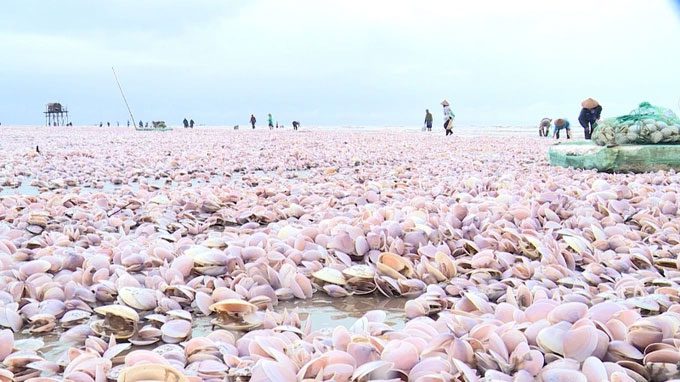 Clams washed ashore at Giao Hai Commune, Giao Thuy District, Nam Dinh Province