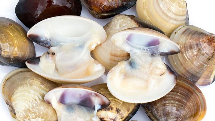 Asian hard clam Meretrix petechialis.