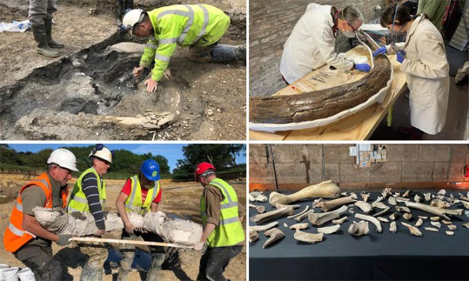 A large number of mammoth bones and tusks were found in England.