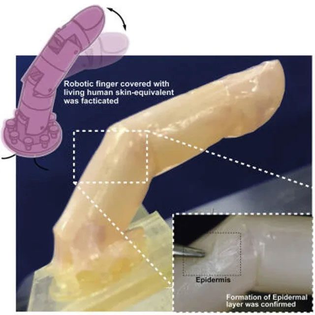 The new robotic finger covered with "living skin." 