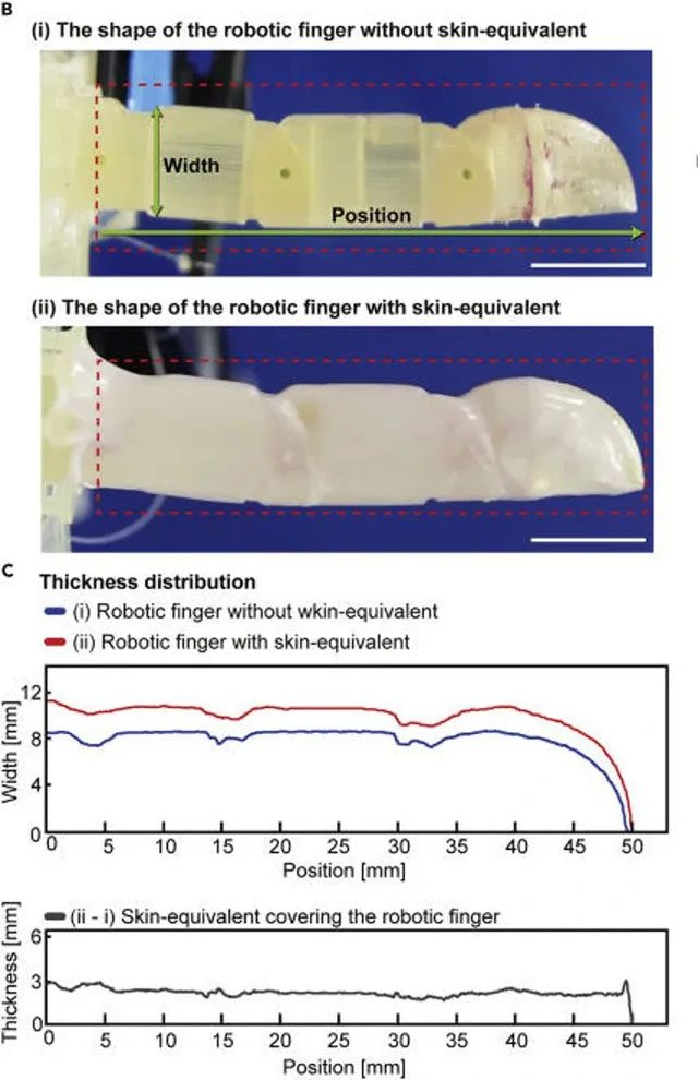 Image showing the robotic finger with and without skin.