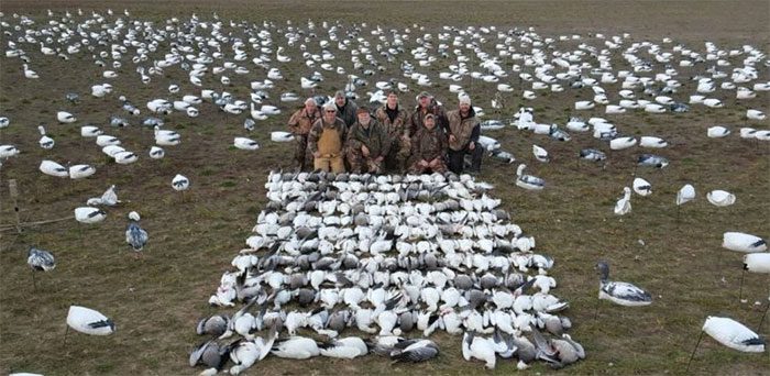 Real geese killed next to decoys used for bait.