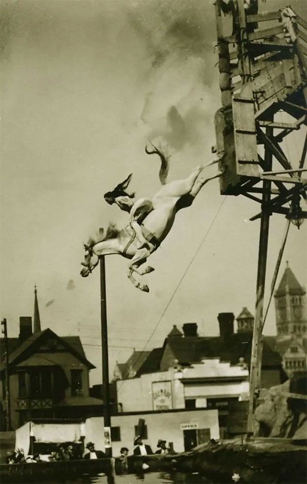 Diving is not a behavior that most horse species perform naturally.
