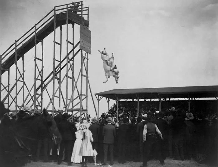 Horse Diving
