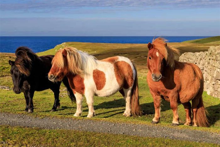 Shetland Pony