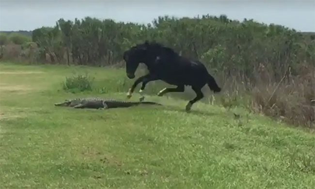 The horse narrowly avoided being bitten by the crocodile as it charged.