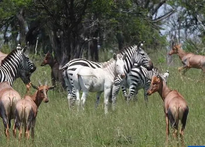 The albino zebra stands out among the herd.