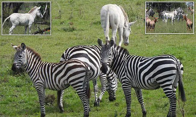 The albino zebra is about 8 months old.