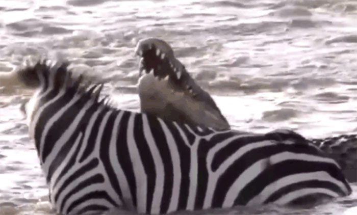 As death approaches, the zebra turns and bites hard into the crocodile's neck.
