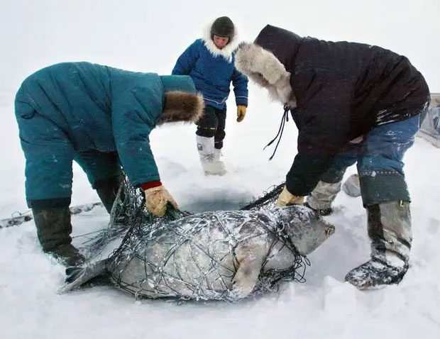 In most places, winter food is stored from the summer.