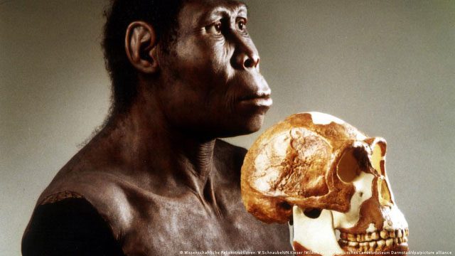 Eating meat may not have contributed to our brain development