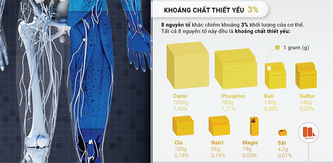 nguyen to cau tao nen co the nguoi 1