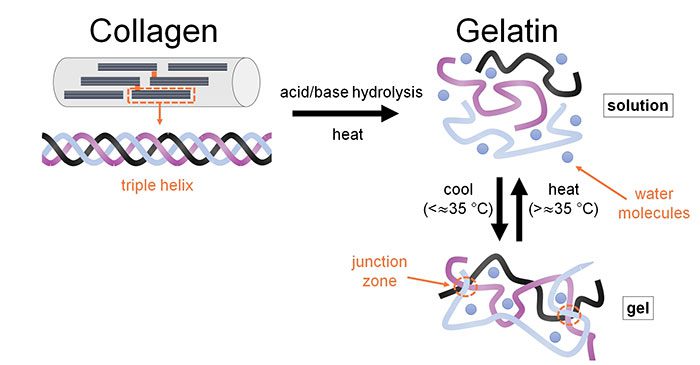 Gelatin