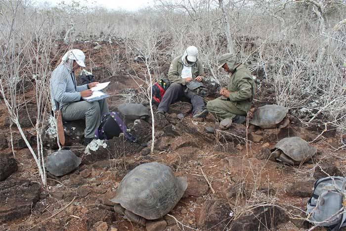 Researchers measuring tortoises during a survey on San Cristobal Island
