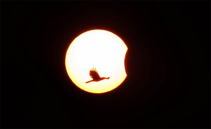 A bird flies in front of the Sun during the partial solar eclipse