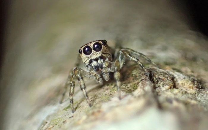 Guriurius minuano recognized as the 50,000th spider species in the world.