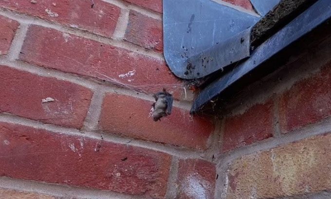 A bat caught in a spider web.