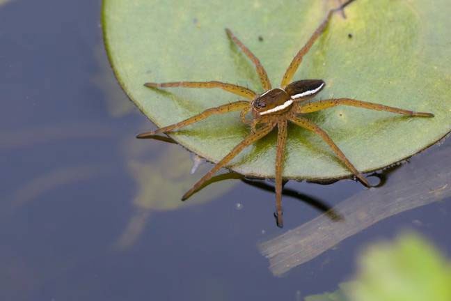 This is the largest spider species among the 660 spider species in the UK.