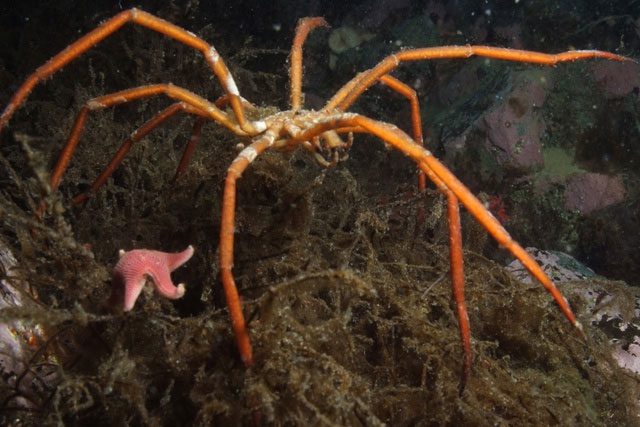 Antarctic Sea Spider
