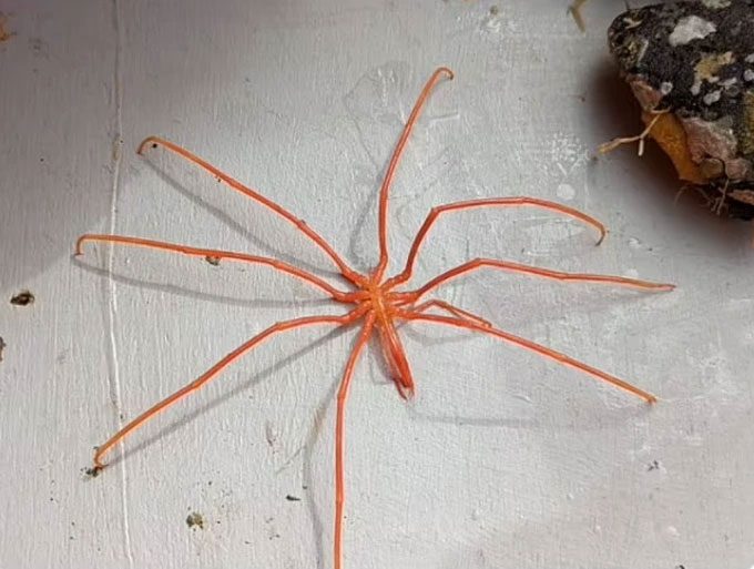 Sea Spider