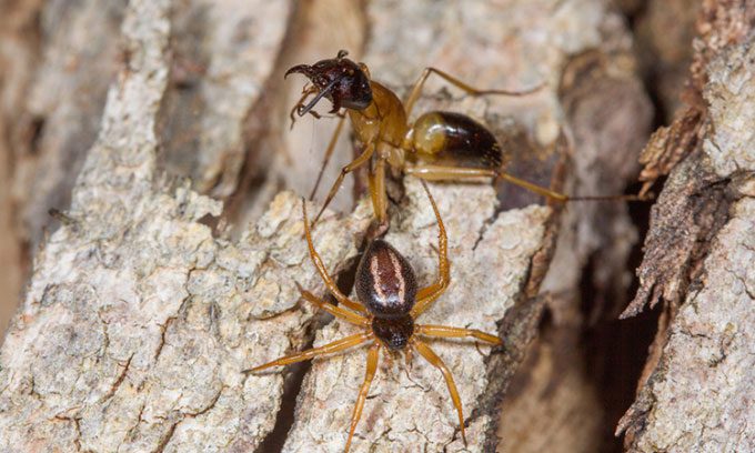 Australian ant-eating spider takes down its prey.