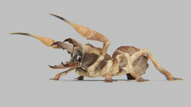 Most species of Solifugae live in arid climates