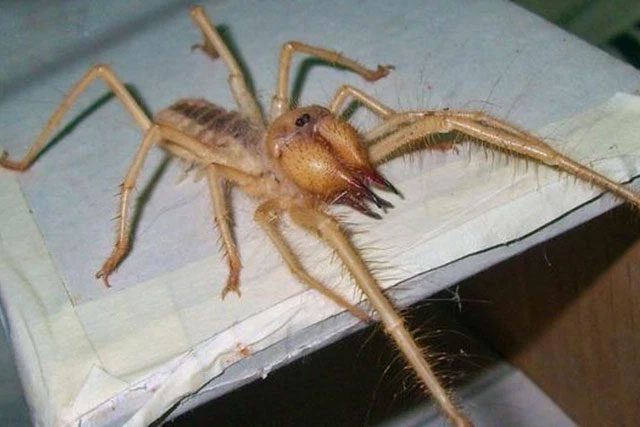Solifugae typically reproduce once a year.