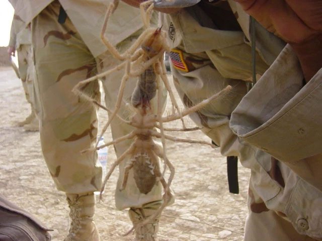 Camel spiders gained notoriety during the Gulf War of 1990 - 1991