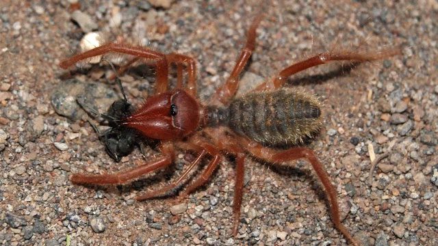 Camel spiders are neither true spiders nor scorpions.