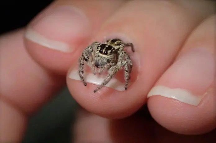 A small jumping spider with eight complex eyes.