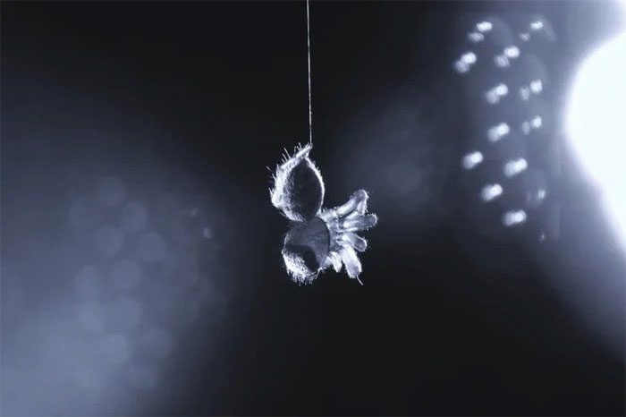 A jumping spider twitching its legs in a state resembling R.E.M. sleep.
