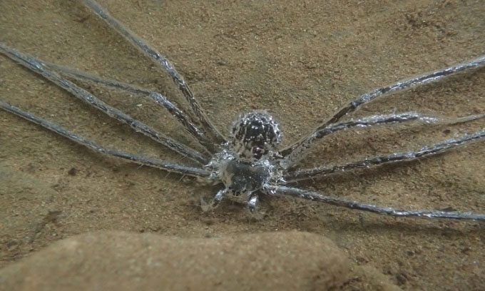 The air bubble makes the spider look like it is covered in silver.