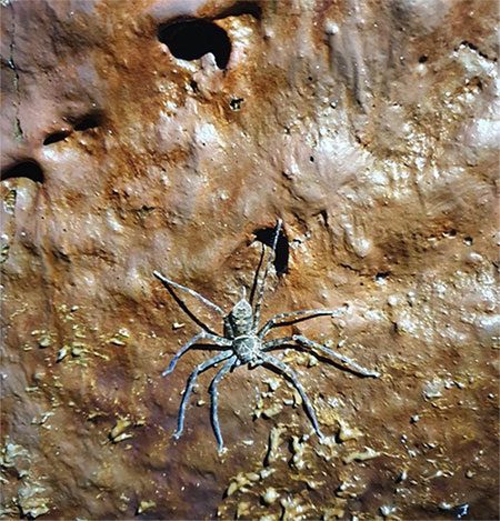 A spider living inside the cave