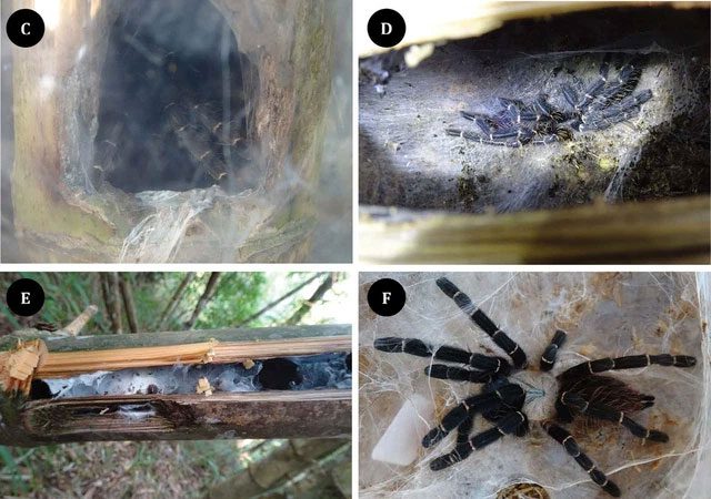 nhen tarantula 1 1