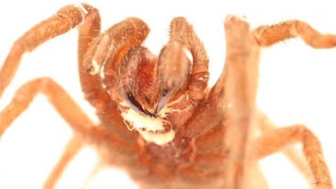 White patches around the mouth of a tarantula are clusters of parasitic roundworms.