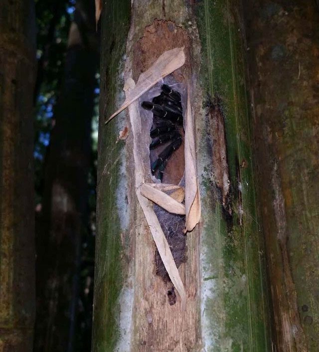 nhen tarantula 2 1
