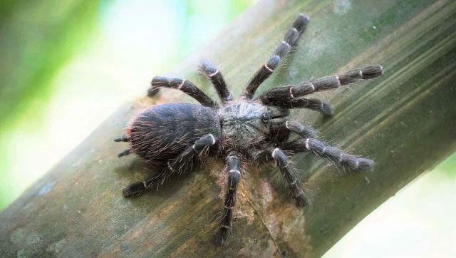 nhen tarantula 2