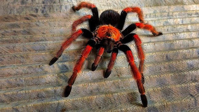 Tarantula spiders are venomous and their hairs can cause allergic reactions in sensitive individuals.