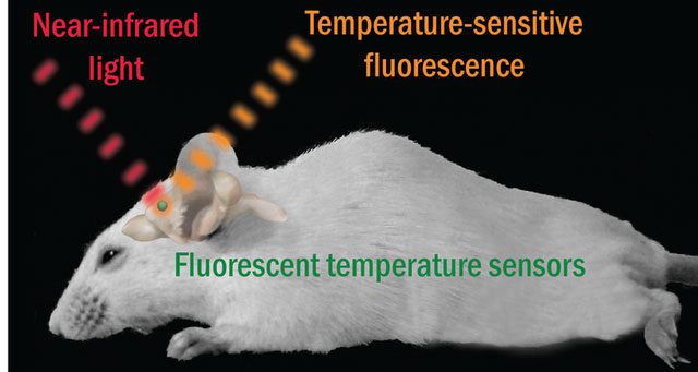 They injected fluorescent substances into the brains of mice
