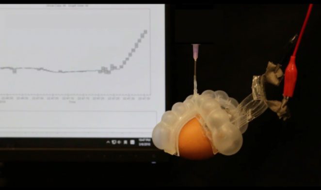 Experiment using soft tongs integrated with a thermometer to measure the temperature of hot boiled eggs.