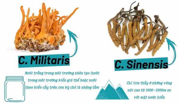 Cordyceps larvae (left) and cordyceps (right).