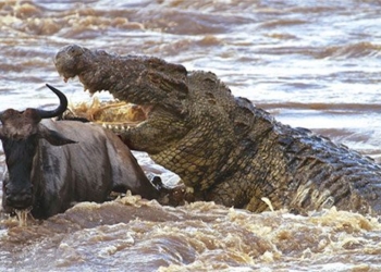 nile crocodiles harsh realities of millions of animals struggling to survive in migration season 118984