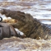 nile crocodiles harsh realities of millions of animals struggling to survive in migration season 118984
