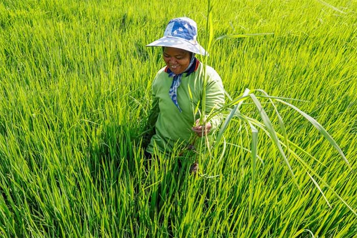 Thai farmers.