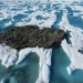 northern most island in the world is actually bang bang 122904