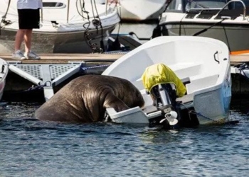 norwegian whale hangs on yacht to sleep 122015