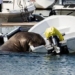 norwegian whale hangs on yacht to sleep 122015