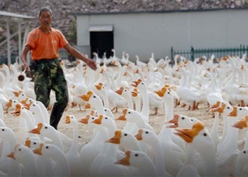 not a chicken this is the first precious type that humans domesticated 119320